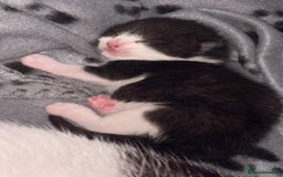 Mixed Breed cats for sale: 3 beautiful kittens for sale - Image 2