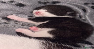 Mixed Breed cats - Advert 7