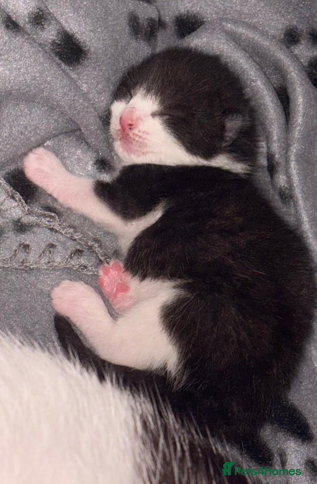 Mixed Breed cats for sale: 3 beautiful kittens for sale - Image 2