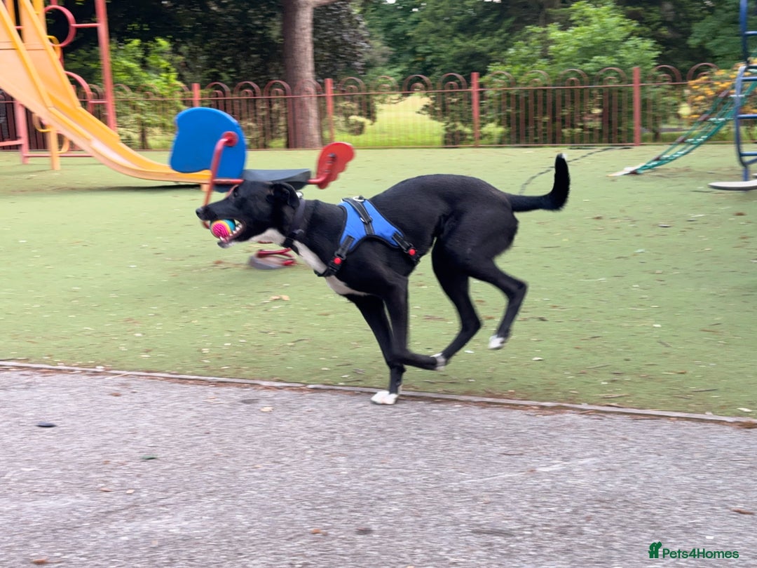 Mixed Breed dogs for sale: Marks rehoming add - Advert 5