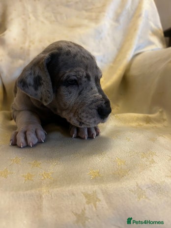 Great Dane dogs Stunning puppies, health tested KC parents. - Advert 1