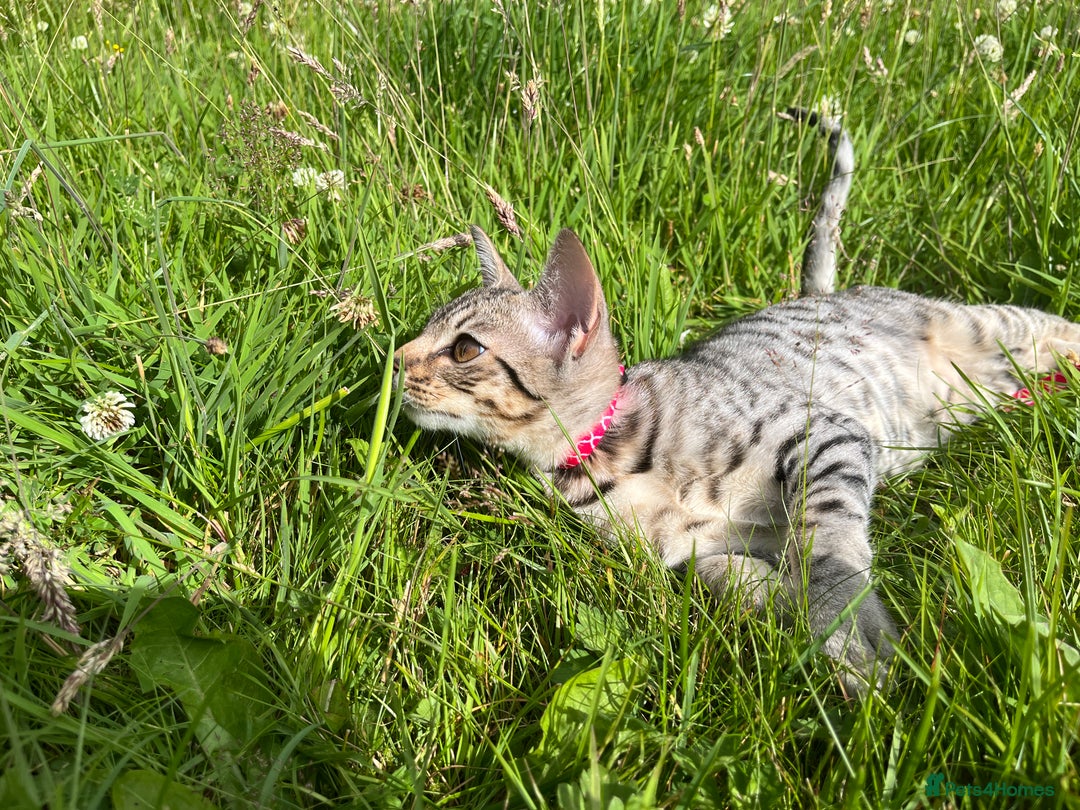Ocicat cats for sale: Ocicat Kittens Available in Aberdeenshire in Alford - Image 16