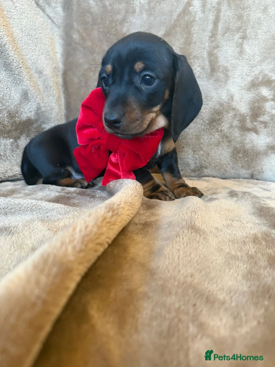 Miniature Dachshund dogs for sale: KC Reg TINY Miniatures from Kaninchen parents  - Advert 14