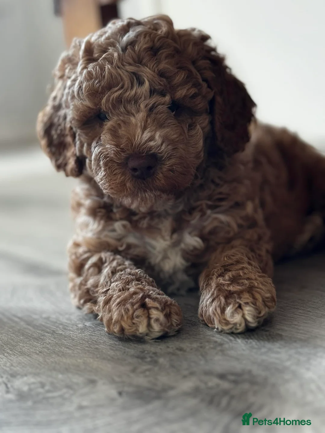 Cockapoo dogs for stud: Cockapoo for stud not for sale  in Taunton - Advert 8