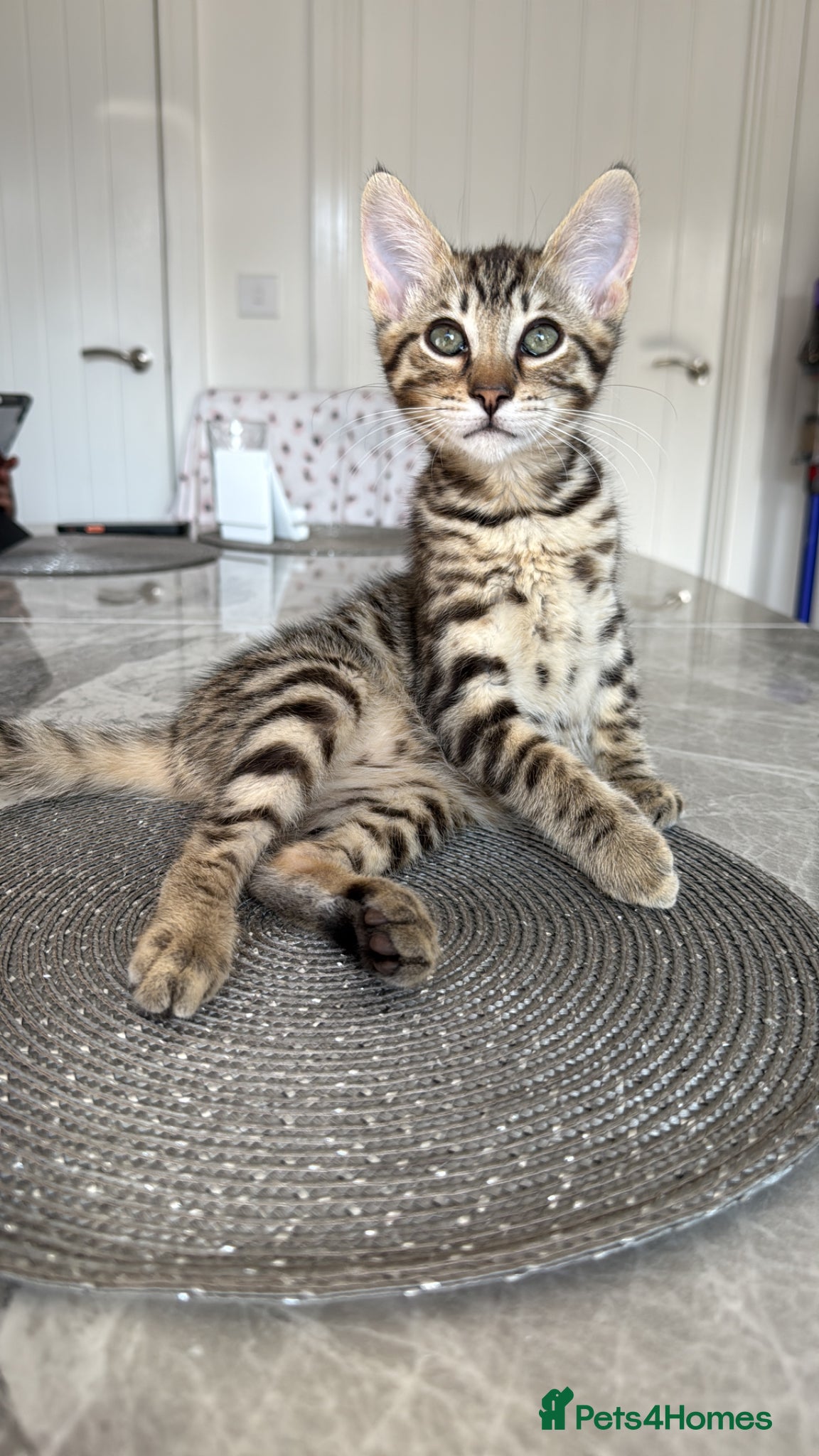 Savannah cats Only 3 savannah kittens left  - Advert 17