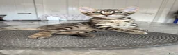 Savannah cats for sale: LAST BOY kitten left ! - Advert 1