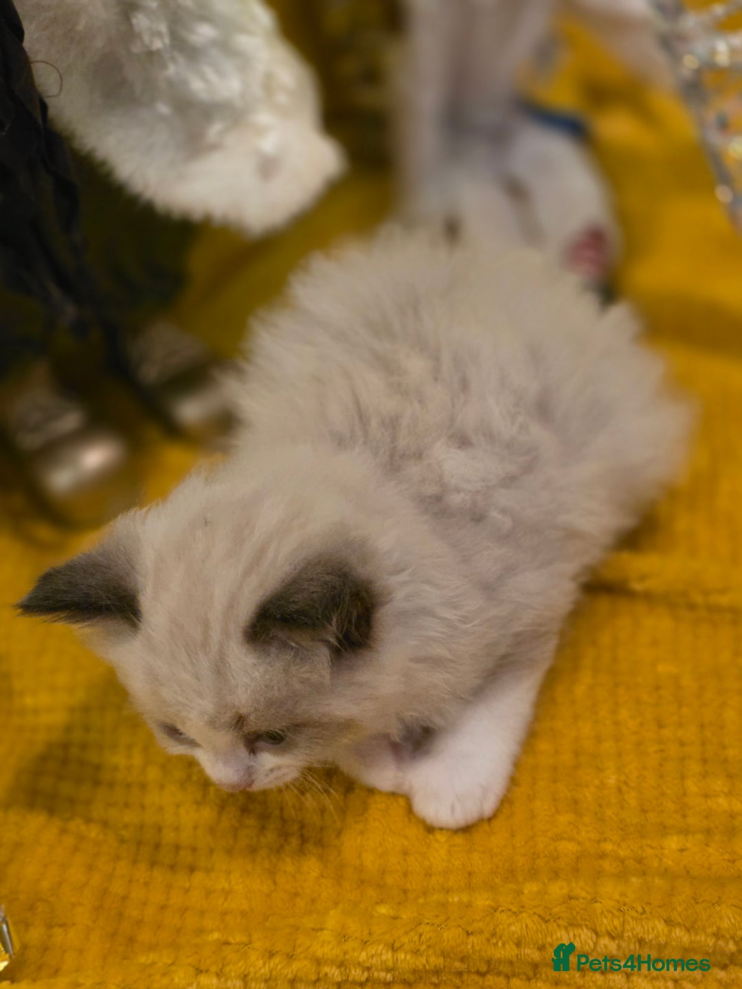 Ragdoll cats for sale: 4 pure ragdolls. 21st of Dec Reservation taken now - Advert 7