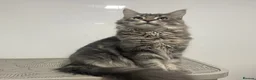 Maine Coon cats for sale: Blue Classic Tabby Maine Coon Female  - Advert 4