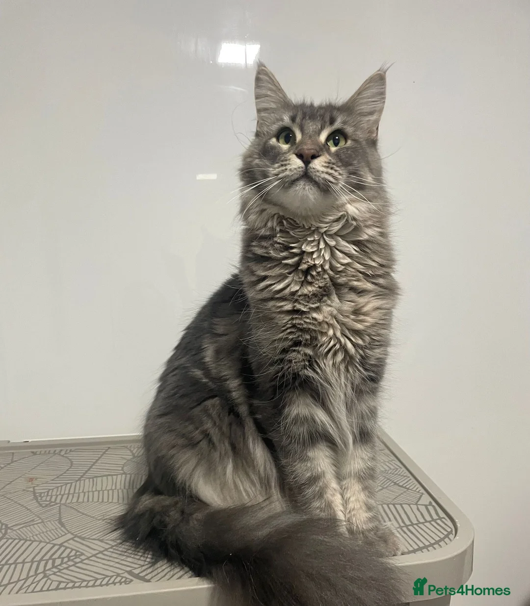 Maine Coon cats for sale: Blue Classic Tabby Maine Coon Female  - Advert 4