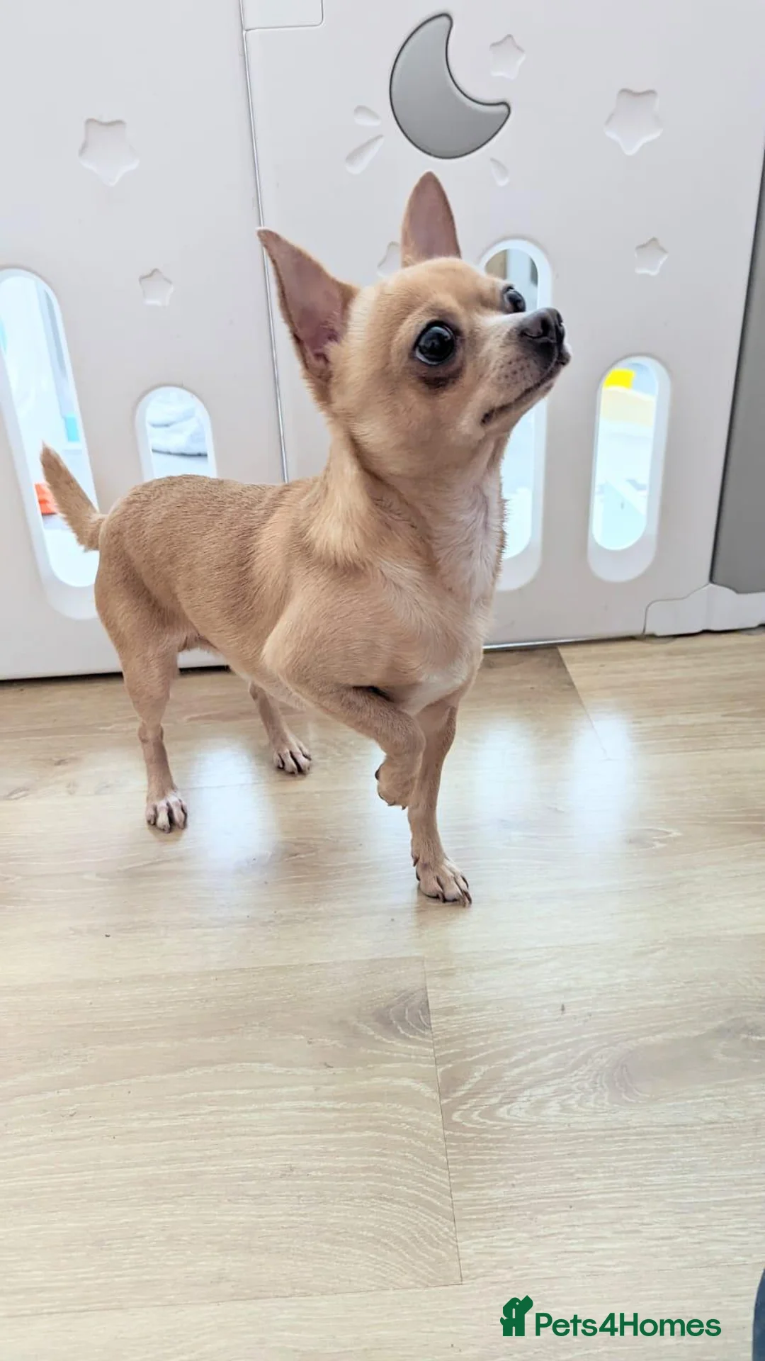 Chihuahua dogs for stud: Milo - FOR STUD Only - (KC Reg Chihuahua) - Advert 3