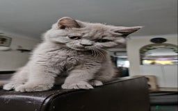 British Shorthair cats for sale: British Shorthair - Ready for Their Forever Homes! - Image 4