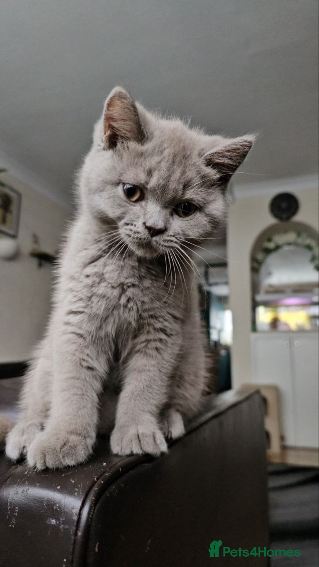 British Shorthair cats for sale: British Shorthair - Ready for Their Forever Homes! - Image 4