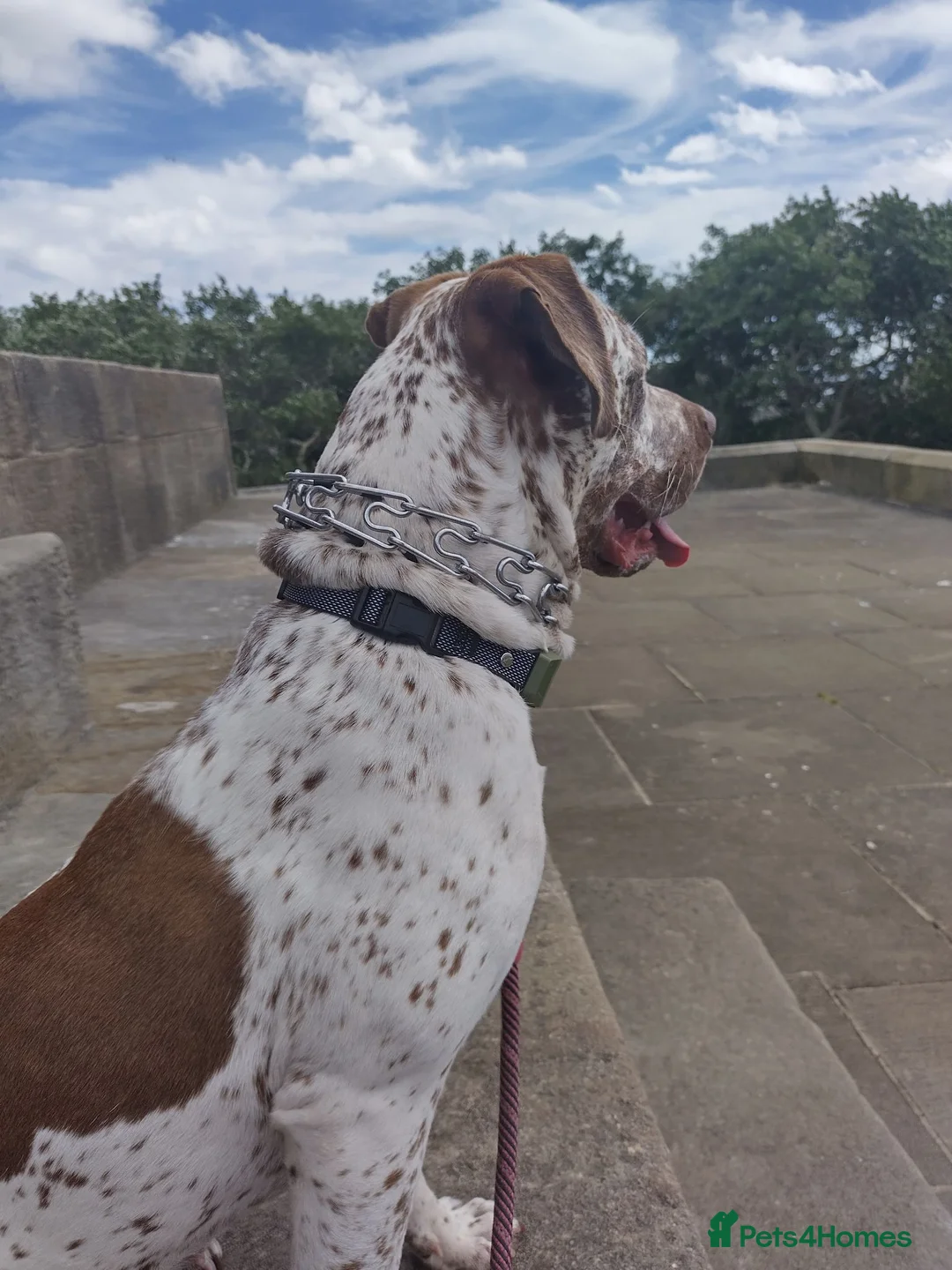 Mixed Breed dogs for sale: Bella  in Cramlington - Advert 2