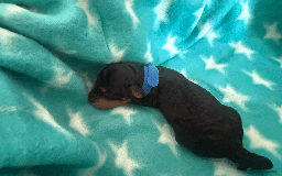 Labradoodle dogs for sale: Miniature Labradoodle F1BB Puppies - Image 3