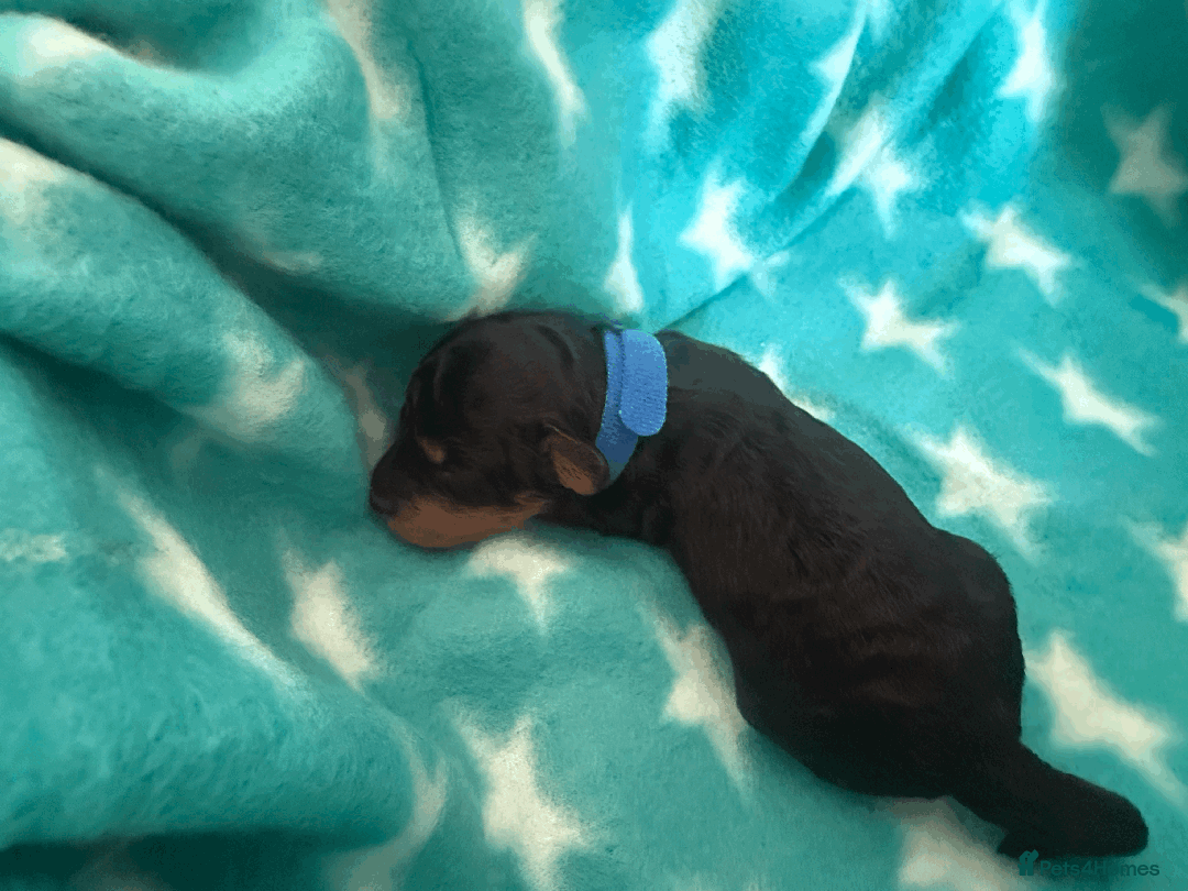Labradoodle dogs for sale: Miniature Labradoodle F1BB Puppies - Image 3