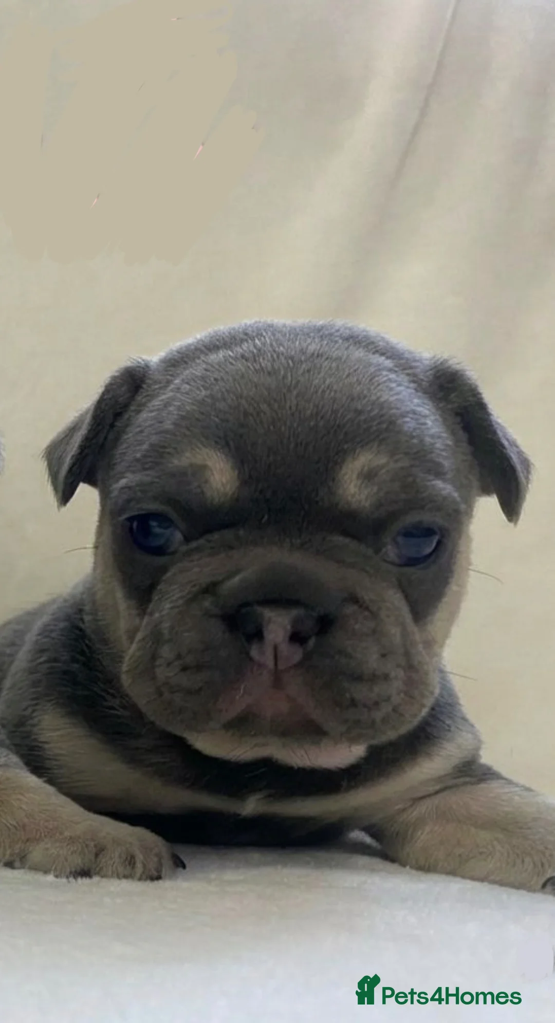 French Bulldog dogs for sale: French Bulldog Blue and Tan Puppies in Great Yarmouth - Advert 2
