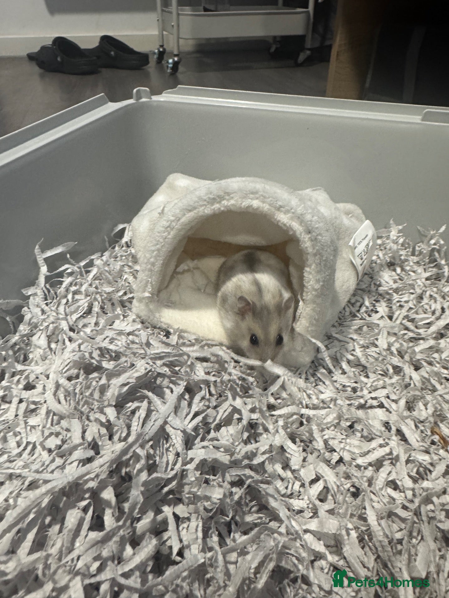Hamster rodents Coco  - Advert 1