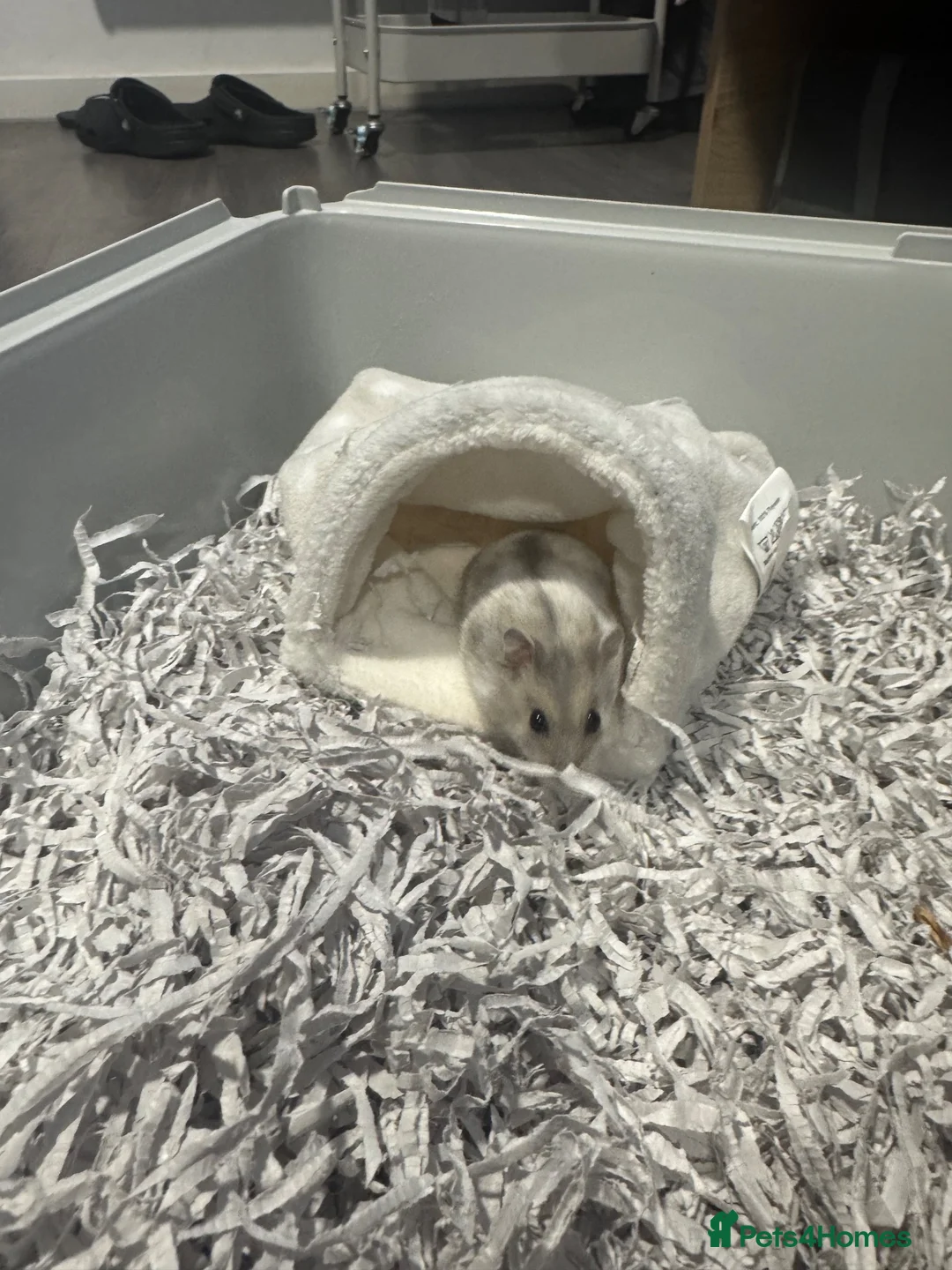 Hamster rodents for sale: Coco  in Mitcham - Advert 1