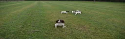 English Springer Spaniel dogs for sale: Working English springer spaniels  - Advert 8