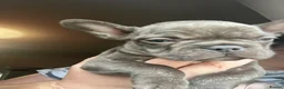 French Bulldog dogs for sale: KC French Bulldog - One Left Chocolate - Advert 9