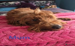 Goldendoodle dogs for sale: 👑Superb Rare Toy/Mini Deepest Red Goldendoodles👑 - Image 35