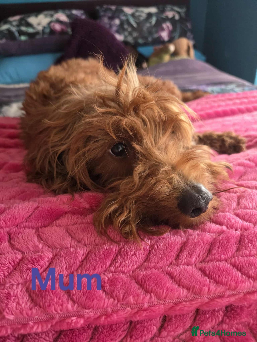 Goldendoodle dogs for sale: 👑Superb Rare Toy/Mini Deepest Red Goldendoodles👑 - Image 35
