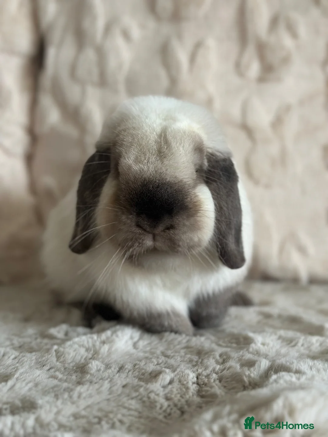 Mini Lop rabbits for sale: Gorgeous bonded neutered mini lops £100-£200 - Advert 2