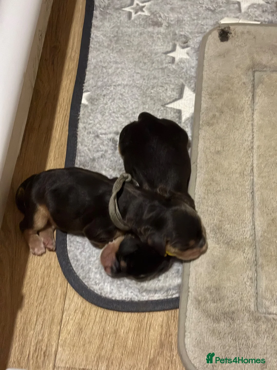 Cocker Spaniel dogs for sale: Cocker spaniel pups  - Advert 9