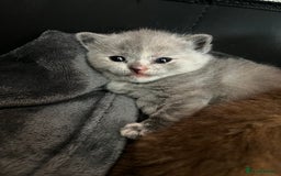 British Shorthair cats for sale: Beautiful pedigree bsh kittens  - Image 1
