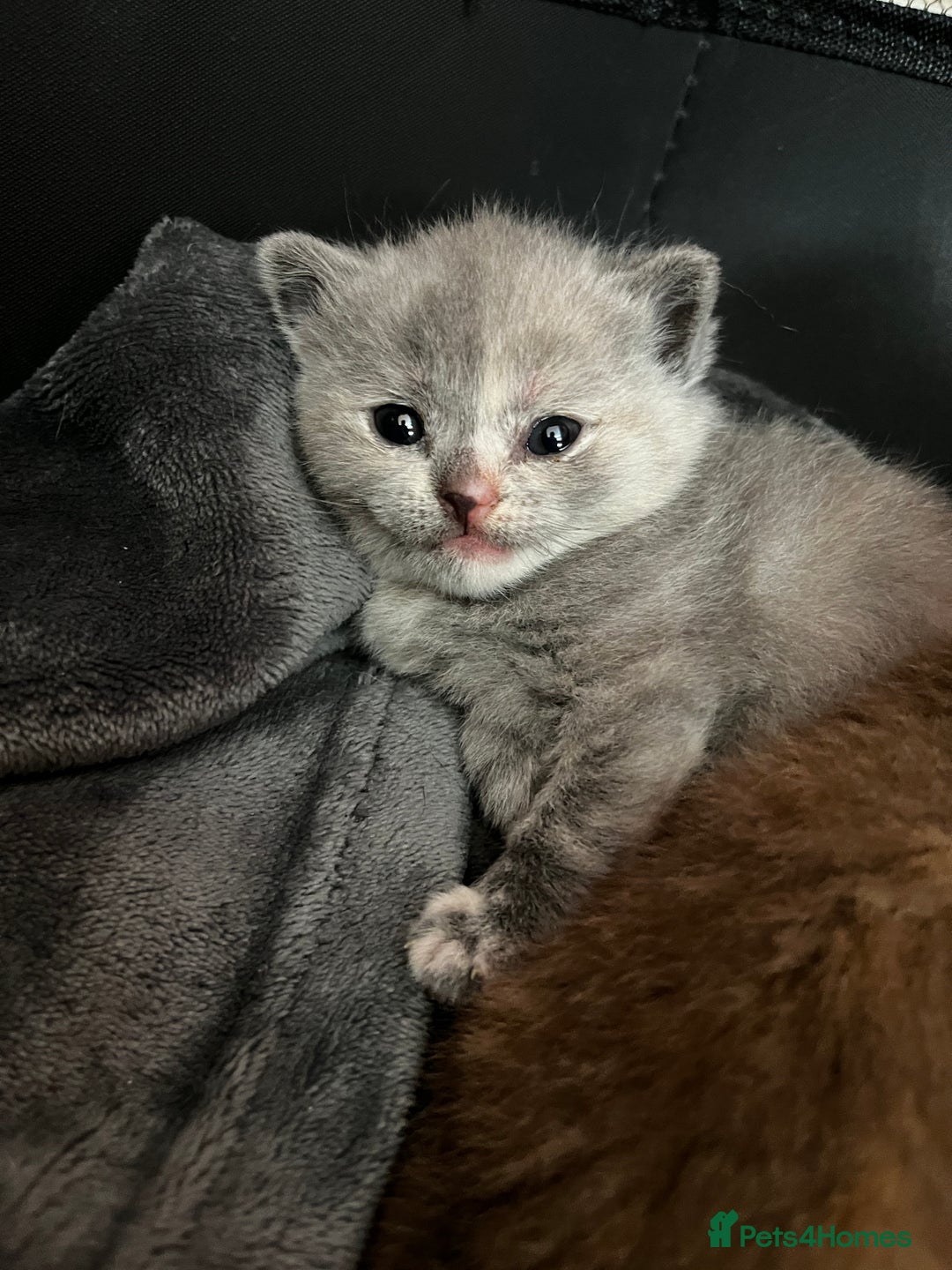 British Shorthair cats for sale: Beautiful pedigree bsh kittens  - Image 1