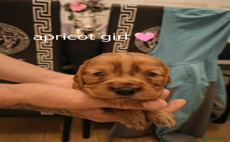 Cockapoo dogs - Advert 1
