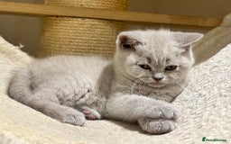 British Shorthair cats for sale: Tica registered British Shorthair Kittens - Image 10