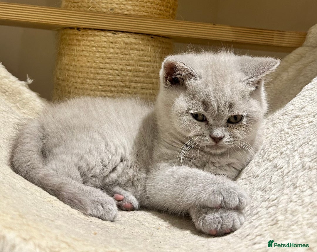British Shorthair cats for sale: Tica registered British Shorthair Kittens - Image 10
