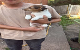 Mixed Breed dogs for sale: Jack Russell pups - Image 3