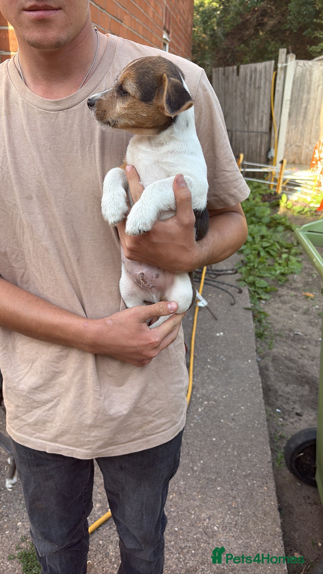 Mixed Breed dogs for sale: Jack Russell pups - Image 3