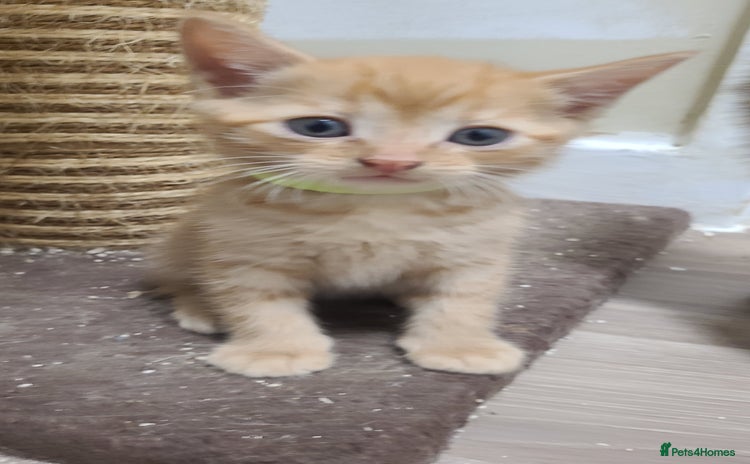 Domestic Shorthair cats - Advert 14