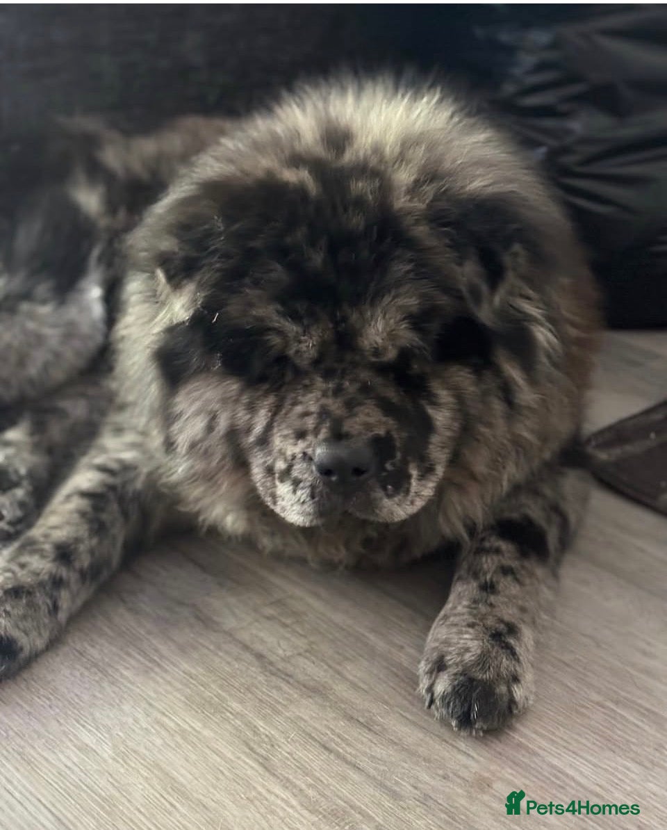 Chow Chow dogs 8 month old male smooth coat chow chow  - Advert 1
