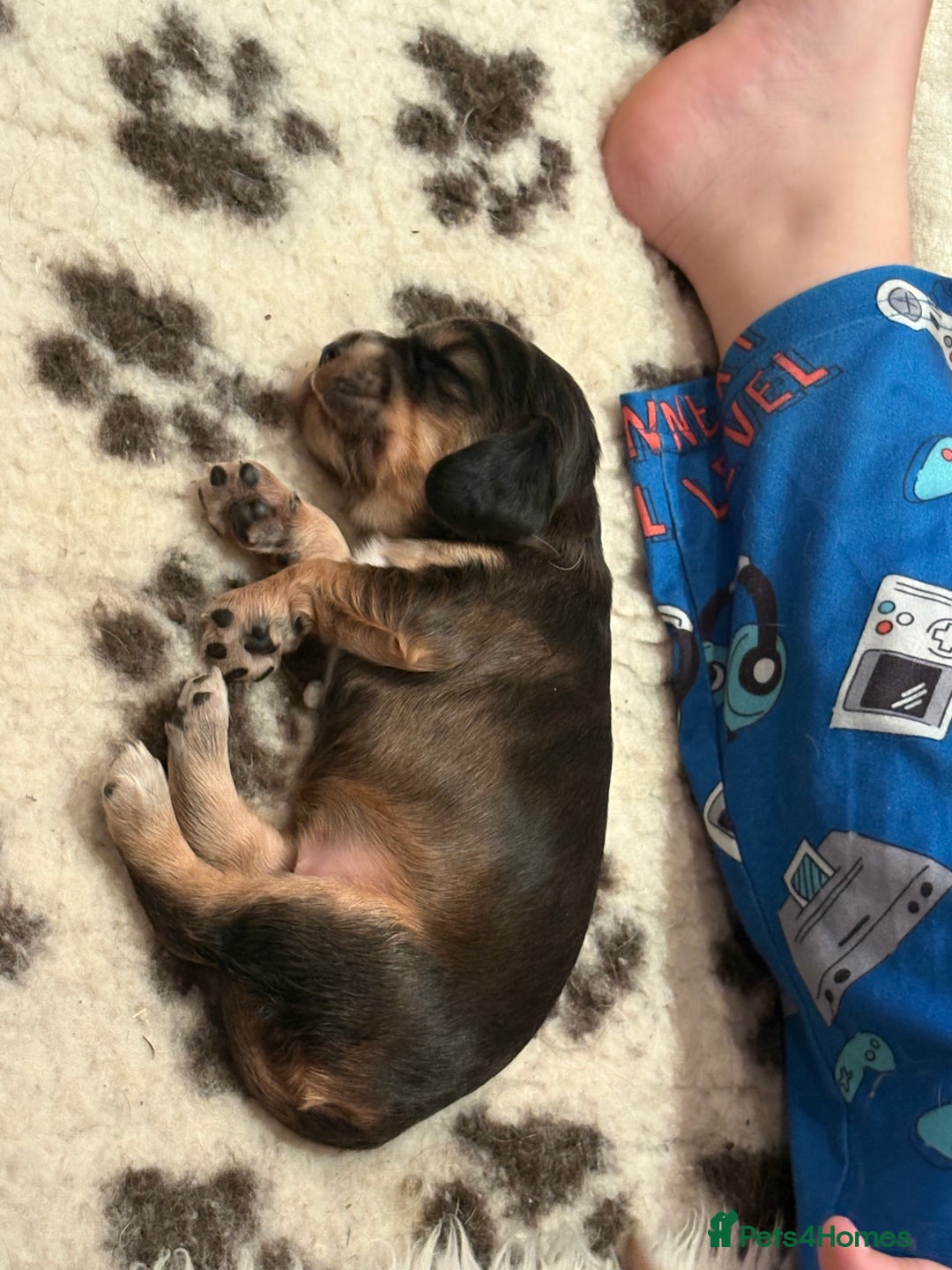 Cocker Spaniel dogs for sale: Kc registered show type cocker spaniel puppies - Image 13