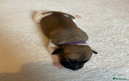 Whippet dogs for sale: 6 Stunning KC Pedigree Whippet Puppies - Image 11