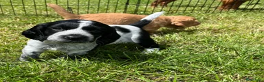 Cocker Spaniel 1