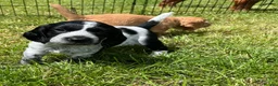 Cocker Spaniel dogs for sale: Two beautiful blue roan puppies available  in Evesham - Advert 9