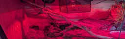 Leopard Gecko reptiles for sale: LEOPARD GECKO + PREMIUM 3FT VIVARIUM SETUP – £250 in Halesowen - Advert 4