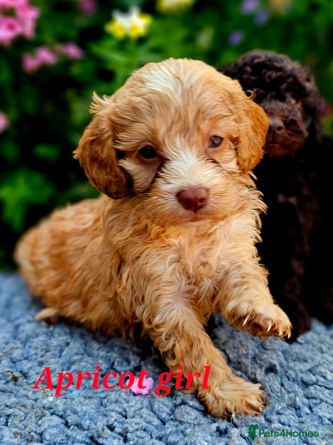 Cockapoo dogs for sale: Top quality F1 health tested cockapoos  - Image 6