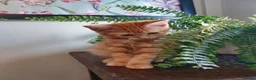 Mixed Breed cats for sale: Maine coon cross Ginger 12 week kittens male - Advert 12