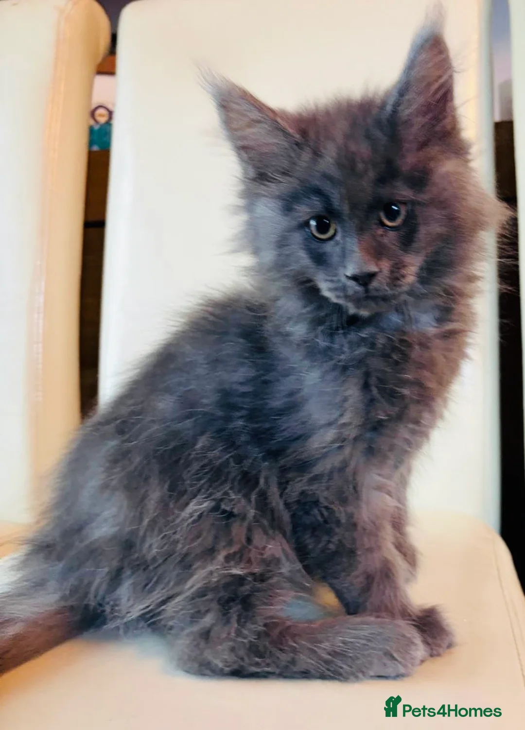 Maine Coon cats for sale: Ready Now Quality TICA Maine Coons active possible - Advert 1