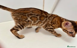 Bengal cats for sale: TICA brown rosetted female bengal kittens - Image 6