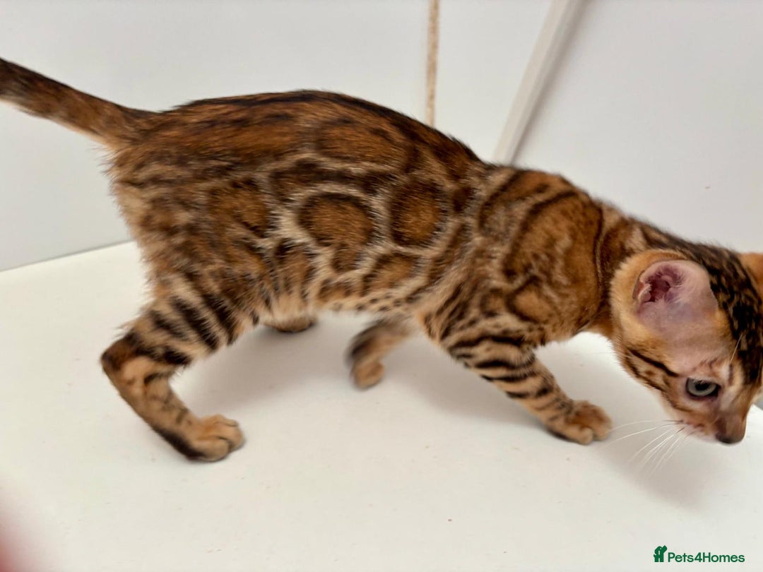 Bengal cats for sale: TICA brown rosetted female bengal kittens - Image 6