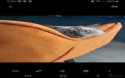 Birman cats for sale: Beautiful bonded cats, Birman and ragdoll females - Image 8