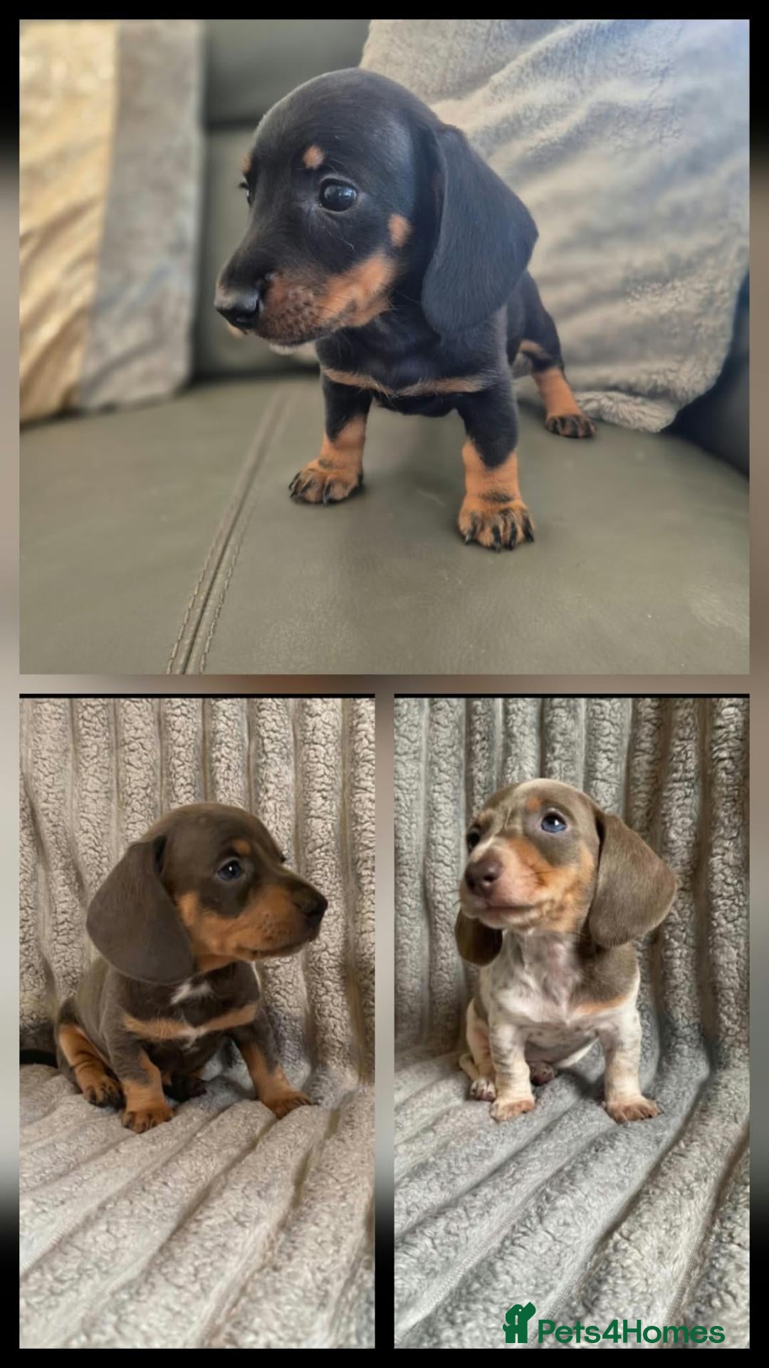 Miniature Dachshund dogs Dachshund pups - ready next week - Advert 7