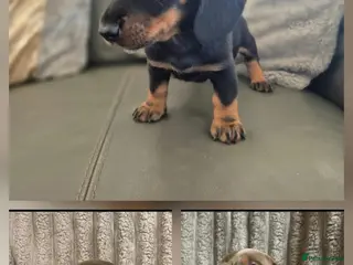 Miniature Dachshund dogs Dachshund pups - ready next week - Advert 7